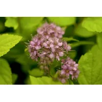 Pflanzen-für-dich.de Spiraea japonica Goldflame C 3 30- 40