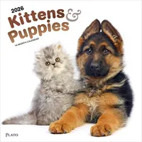Browntrout Verlags GmbH Kittens & Puppies - Kätzchen &