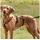 Trixie Stay Sicherheitsgeschirr Hundehalsband Schwarz XS–S