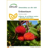 SAFLAX - Erdbeerbaum - 50 Samen - Arbutus unedo