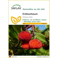 SAFLAX - Erdbeerbaum - 50 Samen - Arbutus unedo