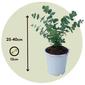 Plant in a Box - Eukalyptus - 2 Stk - Eucalyptus Pulverulenta 'Baby Blue" 2er Set Höhe 25-40cm