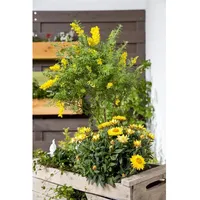 Pflanzen Für Dich Cytisus nigricans 'Cyni', Schwarzginster, gelb, 30–40