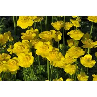 Pflanzen Für Dich Trollius pumilus, Zwerg-Trollblume, gelb, ca. 9x9
