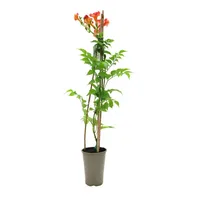 Pflanzen Für Dich Campsis tagliabuana 'Madame Galen', Trompetenblume, orange-rot,