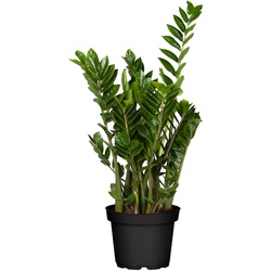 Glücksfeder - Zamioculcas Zamiifolia, Höhe 60-80 cm, Ø21 cm Topf, 1 Pflanze