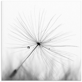 Artland Glasbild »Pusteblume Schirmchen«, Blumen, (1 St.), schwarz
