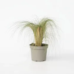 Plant in a Box - Federgras - Pennisetum 'Stipa' - Höhe 40-60cm - Topf 23cm