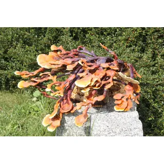 Reishi-Pilzzuchtkultur XXL, BIO