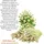 VitalLife Mutterkraut Kapseln 360 St.