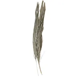 Chic Antique Fleur getrocknetes Gras, Höhe 100 cm