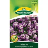 Quedlinburger Steinkraut ''Violettkönigin''