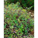 PlantaPro Ampelopsis brevipedunculata Kletterpflanze 60–100 cm