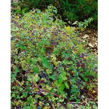 PlantaPro Ampelopsis brevipedunculata Kletterpflanze 60–100 cm