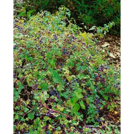 PlantaPro Ampelopsis brevipedunculata Kletterpflanze 60–100 cm