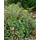 PlantaPro Ampelopsis brevipedunculata Kletterpflanze 60–100 cm