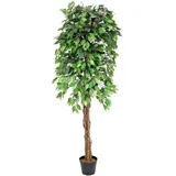 Europalms Ficus-Benjamini Multi-Stamm, 180cm