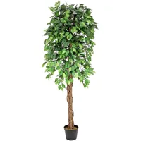 Europalms Ficus-Benjamini Multi-Stamm, 180cm