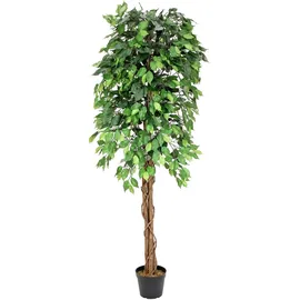 Europalms Ficus-Benjamini Multi-Stamm, 180cm