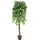 Europalms Ficus-Benjamini Multi-Stamm, 180cm