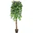 Europalms Ficus-Benjamini Multi-Stamm, 180cm