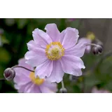 PlantaPro Anemone hupehensis 'September Charm' 9x9 cm Topf – Winterhart, Mehrjährig, Pflegeleicht – Herbst-Anemone – Staude für Beet & Garten