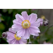 PlantaPro Anemone hupehensis 'September Charm' 9x9 cm Topf – Winterhart, Mehrjährig, Pflegeleicht – Herbst-Anemone – Staude für Beet & Garten