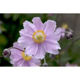 PlantaPro Anemone hupehensis 'September Charm' 9x9 cm Topf – Winterhart, Mehrjährig, Pflegeleicht – Herbst-Anemone – Staude für Beet & Garten