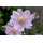 PlantaPro Anemone hupehensis 'September Charm' 9x9 cm Topf – Winterhart, Mehrjährig, Pflegeleicht – Herbst-Anemone – Staude für Beet & Garten