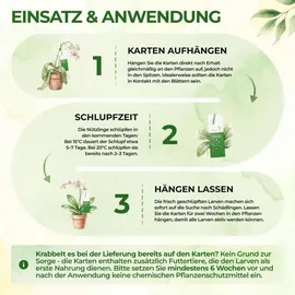 cubero gmbh Florfliegenlarven gegen Blattläuse & Wollläuse 1 Karte für 2 m2
