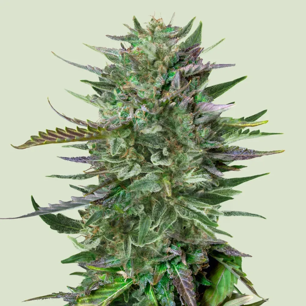 Royal Queen Seeds Do-si-dos 3 Samen