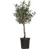 Plant in a Box - Olea europaea Höhe 60-70cm