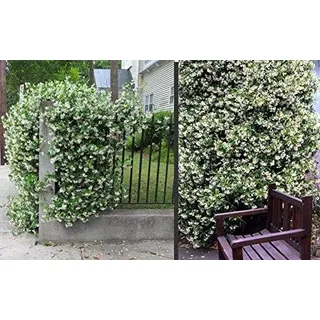 Sternjasmin 30-50 cm – Immergrün, Duftend & Winterhart | Trachelospermum jasminoides – Kletterpflanze für Garten & Balkon
