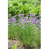 PlantaPro Allium schoenoprasum 9x9 cm Topf – Winterhart, Mehrjährig, Pflegeleicht – Schnittlauch – Kräuterpflanze für Beet & Topf
