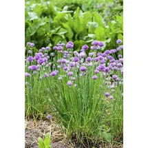 PlantaPro Allium schoenoprasum 9x9 cm Topf – Winterhart, Mehrjährig, Pflegeleicht – Schnittlauch – Kräuterpflanze für Beet & Topf