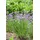 PlantaPro Allium schoenoprasum 9x9 cm Topf – Winterhart, Mehrjährig, Pflegeleicht – Schnittlauch – Kräuterpflanze für Beet & Topf