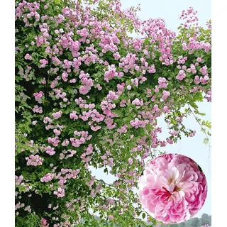 BALDUR Garten 1x Rambler-Rose 'Paul's Himalayan Musk Rambler', Pflanze wurzelballiert, Kletterrose, Schlingrose, winterhart, mehrjährige Kletterpflanze, blühend, Rosa Hybride