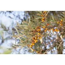 Pflanzen Für Dich Gehölze Hippophae rhamnoides, 1 St., Sanddorn, Fasanenbeere, Weidendorn