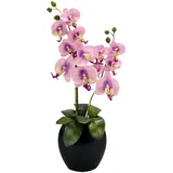 Orchidee in Vase