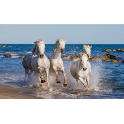 Fototapete PAPERMOON "Camargue-Pferde", bunt, B:4,50m L:2,80m, Vlies, Tapeten