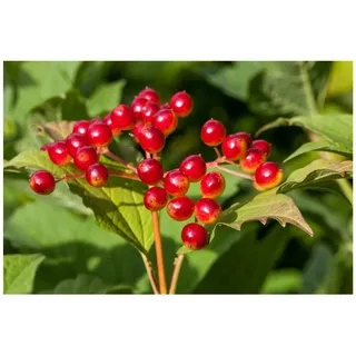 Pflanzen Für Dich Viburnum opulus, Gewöhnlicher Schneeball, 40–60 cm, weiße Blüten