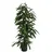 Dehner Birkenfeige, Ficus binnendijkii Amstel King, Hydrokultur, Dunkelgrün