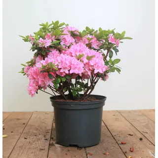 Pflanzen Für Dich Rhododendron obt. 'Kermesina Rose', rosa Blüten, 30–40 cm