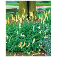 Pflanzen Für Dich Digitalis grandiflora, Gelber Fingerhut, ca. 9x9