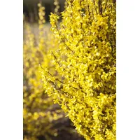 Pflanzen Für Dich Forsythia 'Week-End' -R-, Forsythie, leuchtend gelb,