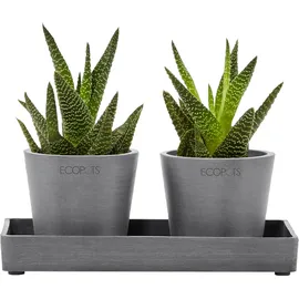 Ecopots Untersetzer Eckig Grau 20 cm x 10 cm x 2,5 cm