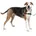 Hundegeschirr XL