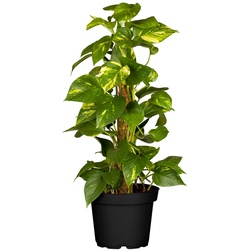Goldene Efeutute - Epipremnum Aureum Mooststab, Höhe 90-100 cm,  Ø24 cm Topf, 1 Pflanze