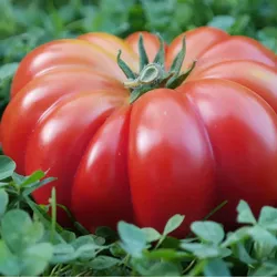 Costoluto Fiorentino Feldtomate, Gemüsesamen für den Garten, 0,2g