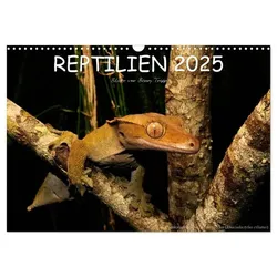 REPTILIEN (Wandkalender 2025 DIN A3 quer), CALVENDO Monatskalender